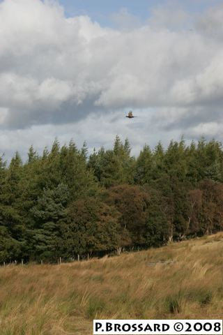 hu2p9690.jpg